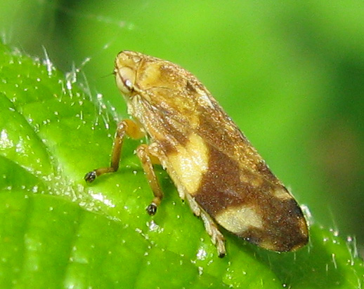 Philaenus spumarius